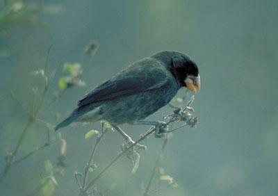 Medium Ground-finch Geospiza fortis Medium Ground-finch Geospiza fortis