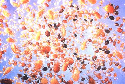 Mites in Topsoil