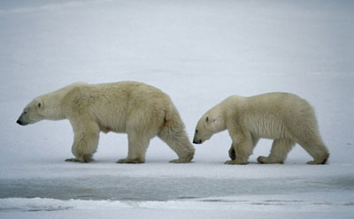 Polar bears