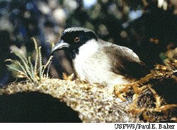 po`ouli, a Hawaiian songbird