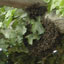 Image of bees