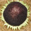 Image of a Black Russian sunflower