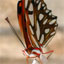 Image of a Butterfly