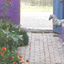 Image of a flower-lined path leading out of the greenhouse door