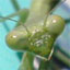 Image of a praying mantis