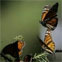 Monarch butterflies take flight at the Monarch Butterfly Biosphere Reserve on Wednesday Dec. 14, 2005 in Sierra Chincua, Mexico . Rangers with assault rifles over their shoulders and body armor strapped to their chests protect the winter nesting grounds of millions of orange and black winged butterflies from armed gangs of illegal loggers in the Monarch Butterfly Biosphere Reserve. The monarchs are not listed as endangered, but scientists say the deforestation could threaten their existence. (AP Photo/Dario)