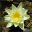 Image of a water lily