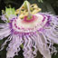 Image of a passion flower