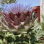 Image of a thistle