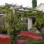 Image of a trellis lush with grapevines
