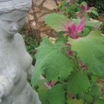 Lambs quarters and Eve
