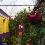 The pathway from the organic flower garden to the covered courtyard