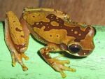 A frog on a broom handle