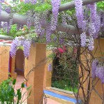 More Wisteria