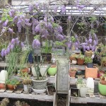 Springtime Wisteria in the potting area