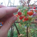 Currant tomatoes